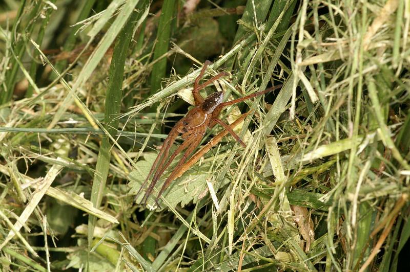 Dolomedes_plantarius_D5128_Z_90_Canal du Nivernais_Frankrijk.jpg